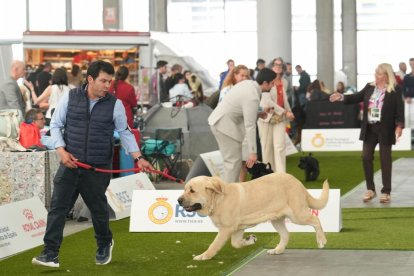 Exposición Canina Internacional de Valladolid