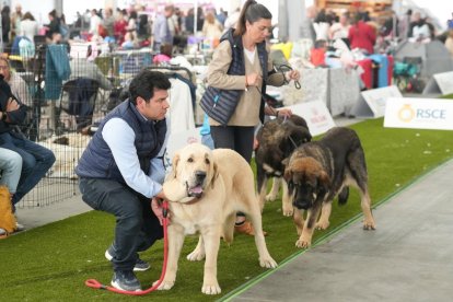 Exposición Canina Internacional de Valladolid