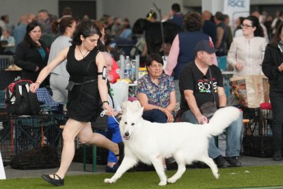 Exposición Canina Internacional de Valladolid