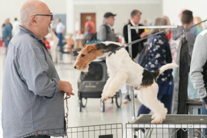 Exposición Canina Internacional de Valladolid