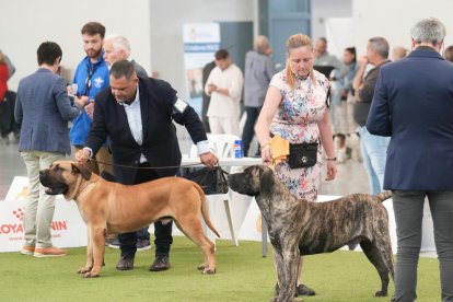 Exposición Canina Internacional de Valladolid