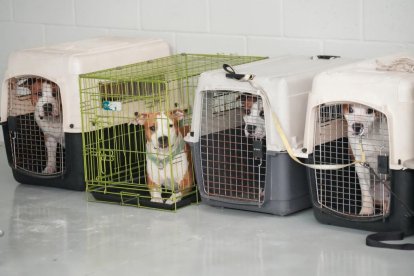 Exposición Canina Internacional de Valladolid