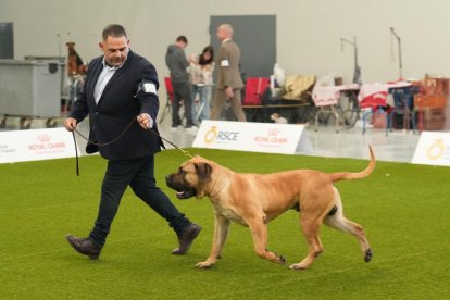 Exposición Canina Internacional de Valladolid