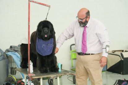 Exposición Canina Internacional de Valladolid