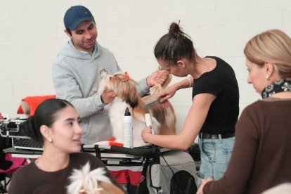 Exposición Canina Internacional de Valladolid