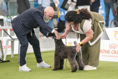 Exposición Canina Internacional de Valladolid