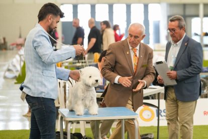 Exposición Canina Internacional de Valladolid