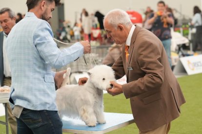 Exposición Canina Internacional de Valladolid