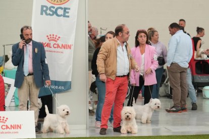 Exposición Canina Internacional de Valladolid