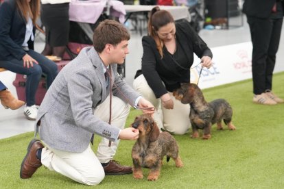 Exposición Canina Internacional de Valladolid