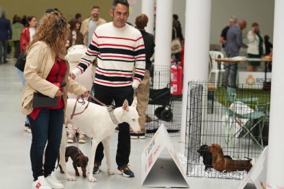 Exposición Canina Internacional de Valladolid