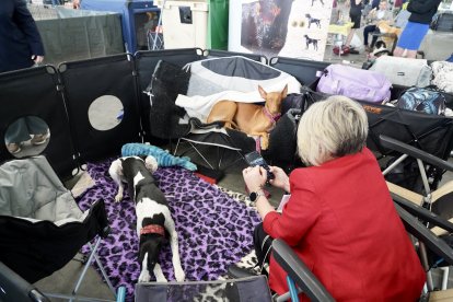 Exposición Canina Internacional de Valladolid