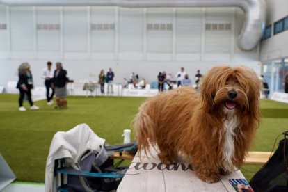 Exposición Canina Internacional de Valladolid