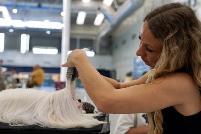 Exposición Canina Internacional de Valladolid