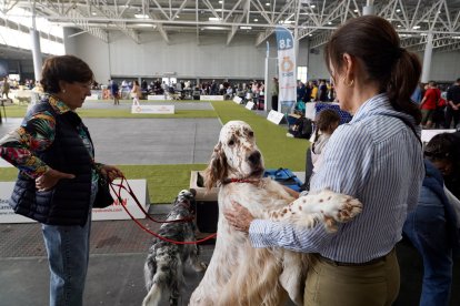 Exposición Canina Internacional de Valladolid