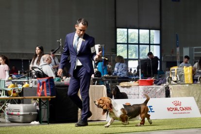 Exposición Canina Internacional de Valladolid