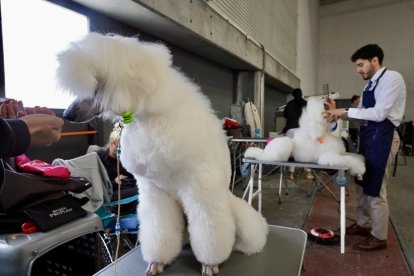 Exposición Canina Internacional de Valladolid