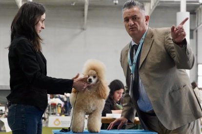 Exposición Canina Internacional de Valladolid