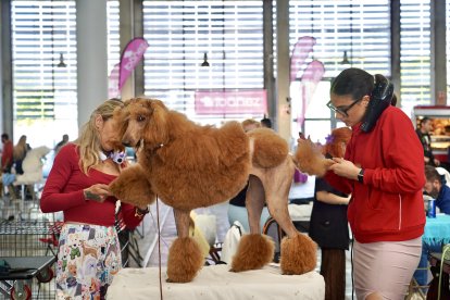 Exposición Canina Internacional de Valladolid