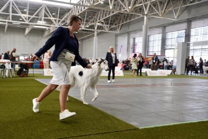 Exposición Canina Internacional de Valladolid