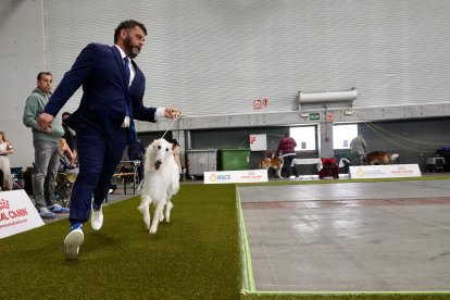 Exposición Canina Internacional de Valladolid