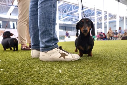 Exposición Canina Internacional de Valladolid