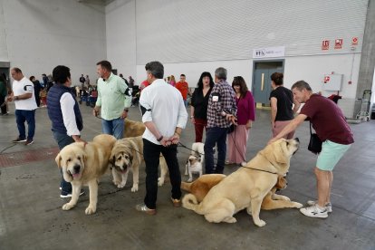 Exposición Canina Internacional de Valladolid