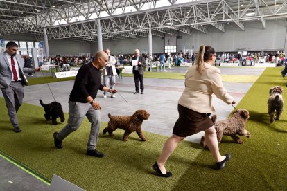 Exposición Canina Internacional de Valladolid