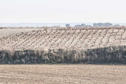 El paisaje agrícola de Mucientes refleja una tradición vitivinícola con más de cinco siglos de historia ligada a la D.O. Cigales.