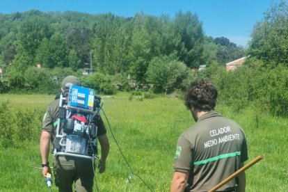 Captura de percas con pesca eléctrica.