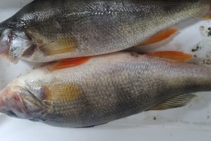 Diferentes imágenes de percas capturadas este fin de semana con pesca eléctrica.