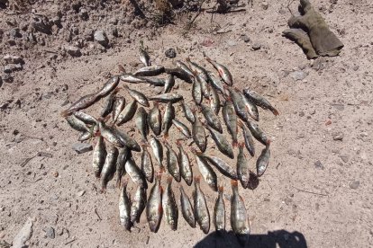 Diferentes imágenes de percas capturadas este fin de semana con pesca eléctrica.