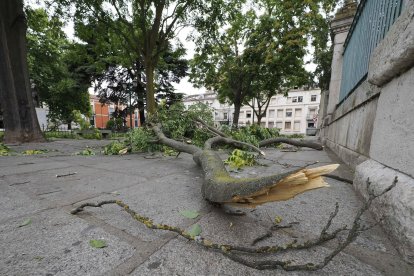 Ramas caídas en la plaza San Pablo de Valladolid.