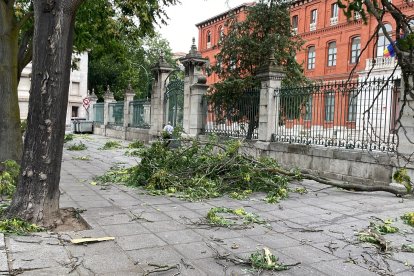 Ramas caídas en la plaza San Pablo de Valladolid.