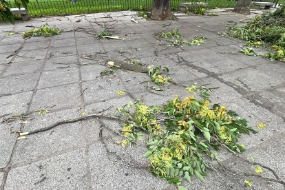 Ramas caídas en la plaza San Pablo de Valladolid.