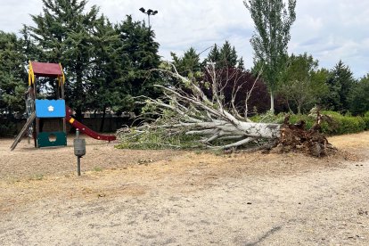 Árbol caído en el camino del Cabildo.