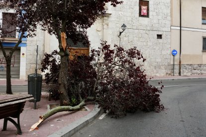 Árboles caídos en la Calle Ruiz Hernández.