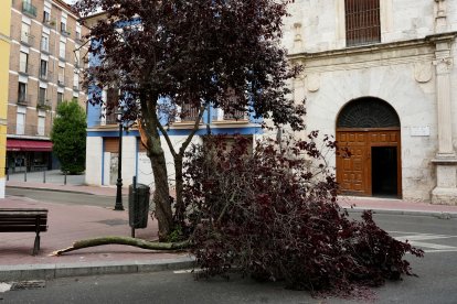 Árboles caídos en la Calle Ruiz Hernández.