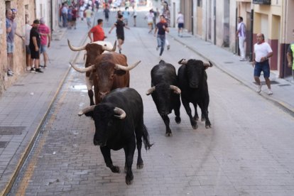 Encierro y capea de Peñafiel.