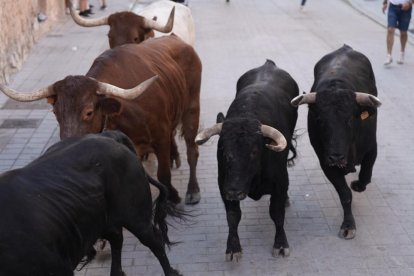 Encierro y capea de Peñafiel.