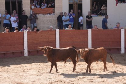 Encierro y capea de Peñafiel.
