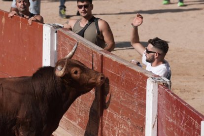 Encierro y capea de Peñafiel.