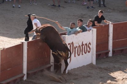 Encierro y capea de Peñafiel.