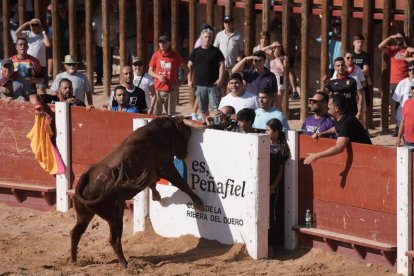 Encierro y capea de Peñafiel.