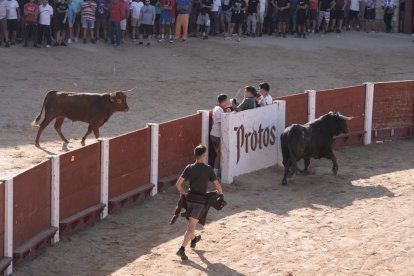 Encierro y capea de Peñafiel.