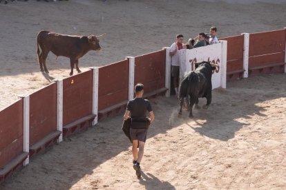 Encierro y capea de Peñafiel.