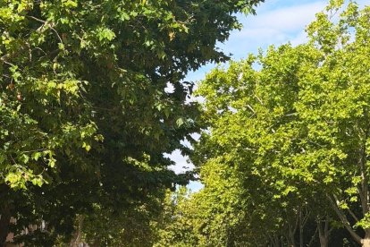 Reventón de una tubería en la calle Padre Llanos