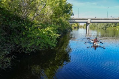 Vegetación que aflorar en la ribera del Pisuerga en el puente de Arturo Eyries