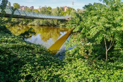 Vegetación que aflorar en la ribera del Pisuerga en el puente de Arturo Eyries