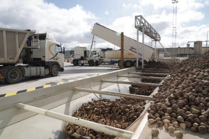 Recepción de remolacha en la fábrica de la azucarera ACOR en Olmedo (ValladolId).